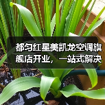 都匀红星美凯龙空调旗舰店开业,一站式解决方案引领舒适生活(图1) 都匀红星美凯龙空调旗舰店开业,一站式解决方案引领舒适生活(图1)